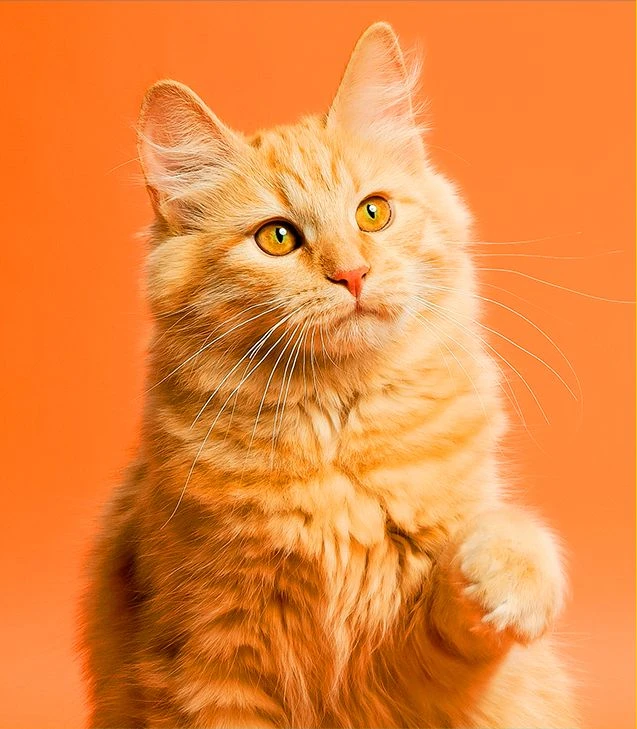 Gato